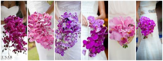 orquídeas roxas