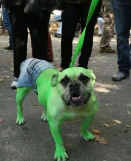 Fantasias para cachorros hulk