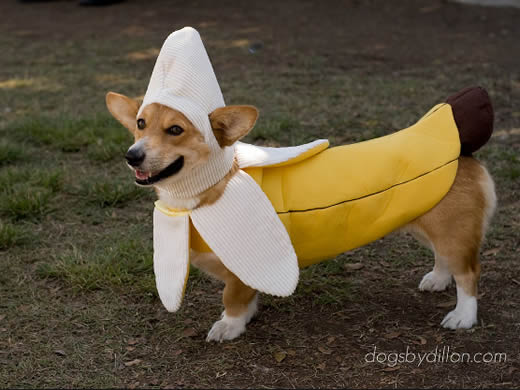 Fantasias para cachorros banana