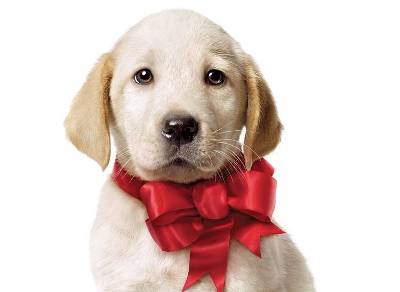 Presentes de natal baratos filhote de cachorro