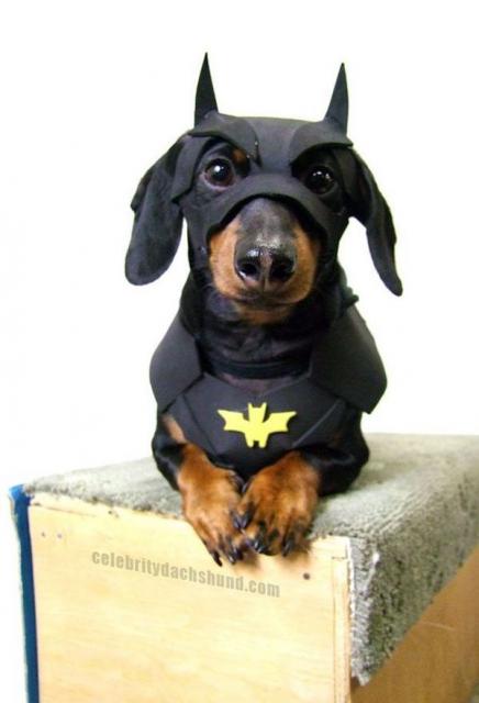 Fantasias Criativas pet Batman