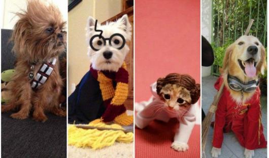 Fantasias Criativas pet Harry Potter