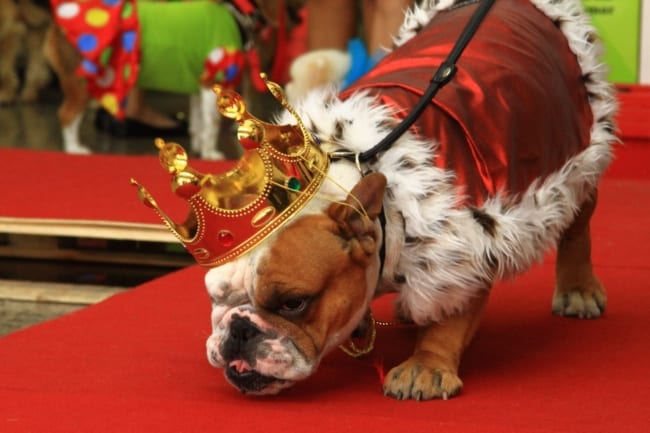 fantasia criativa para cachorro