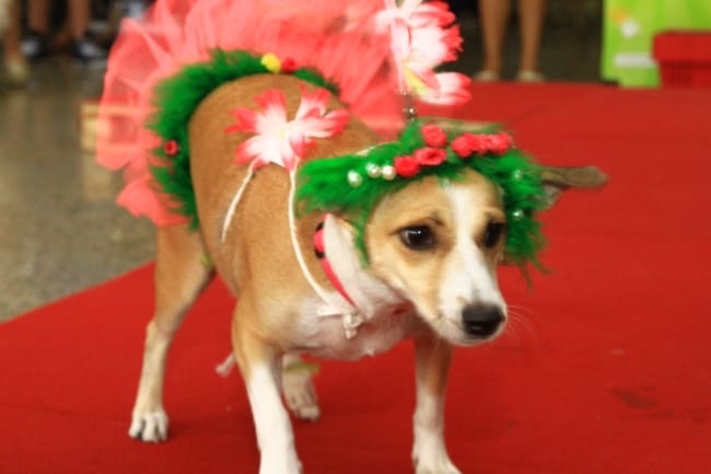 fantasia criativa para pet