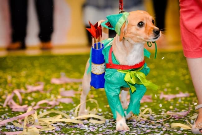 fantasia de Carnaval para cachorro criativa ideias