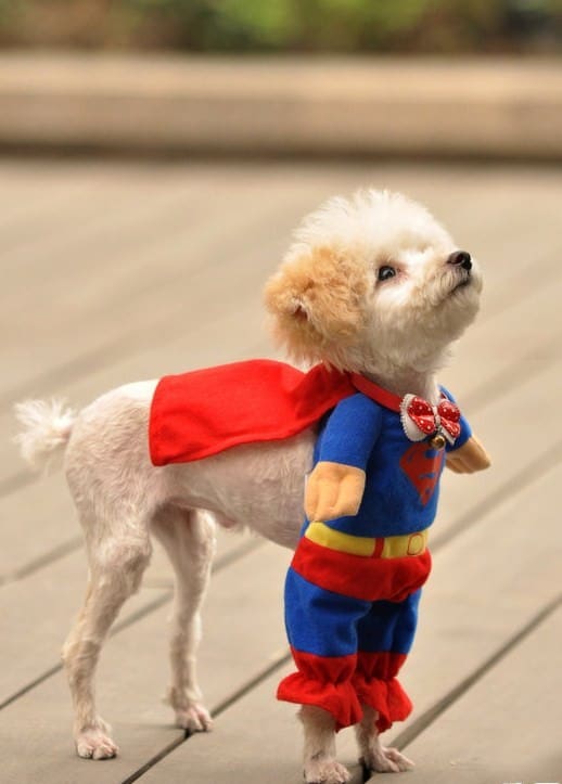 fantasia de cachorro simples