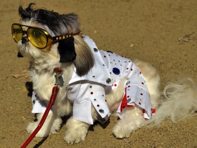 fantasia de carnaval criativa para cachorro