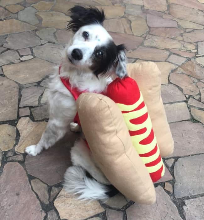 fantasia de carnaval criativa para pets