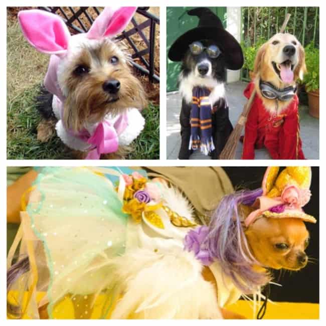 fantasia de carnaval para cachorros