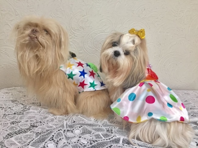 fantasia de carnaval simples para cachorro