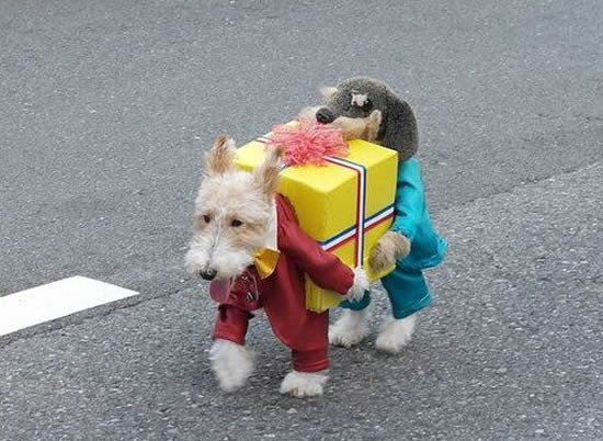 fantasia para cachorro engraçada