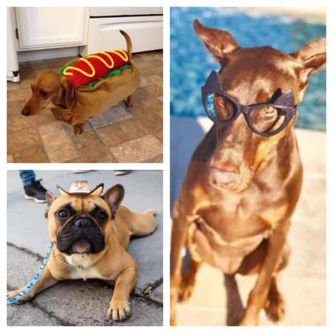 fantasia para cachorro no carnaval