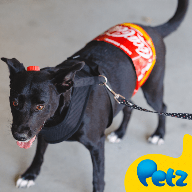 fantasia para cachorro simples