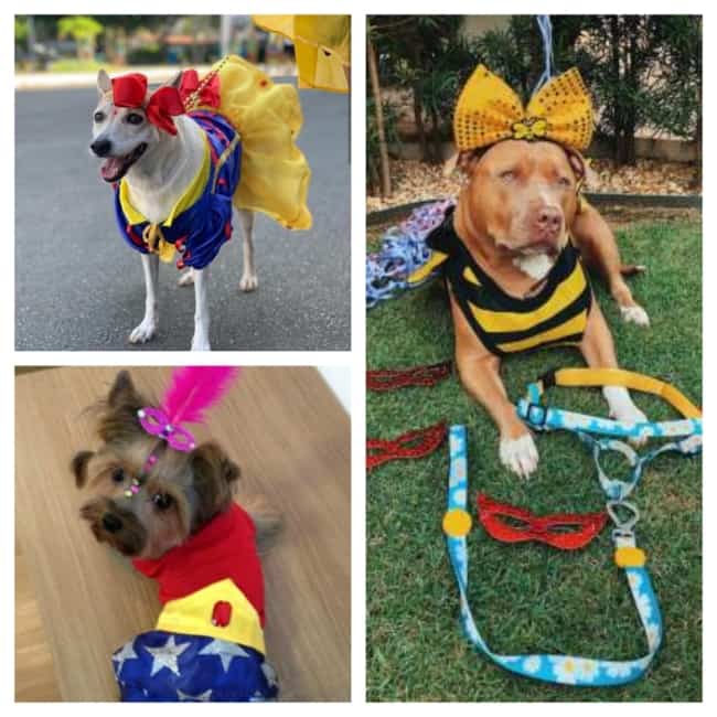 fantasia para cachorro