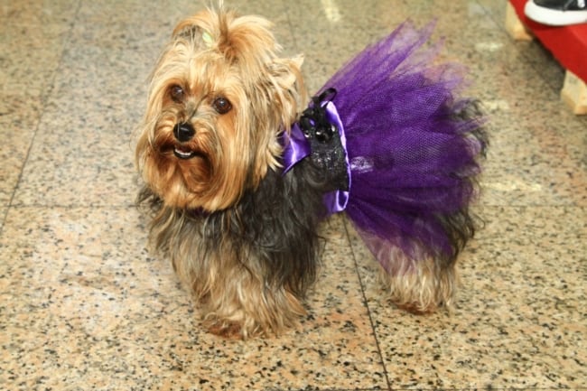 fantasia para pets criativa