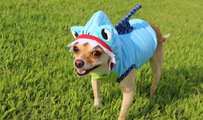 fantasia simples de carnaval para cachorro