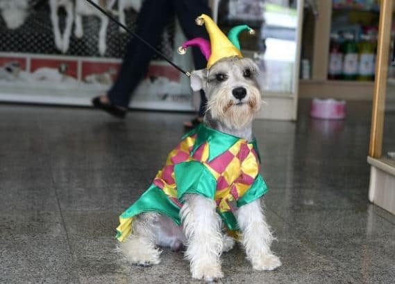 fantasia simples de carnaval para pets