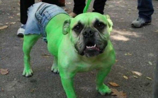 fantasia simples para cachorro