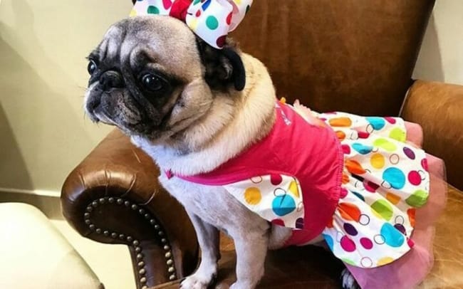 fantasia simples para pets