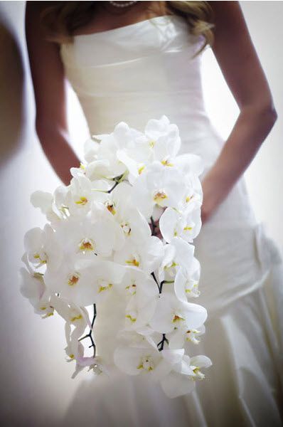 Buquê de orquídeas: significados da flor e das cores; e 57 modelos lindos!