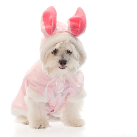 Fantasia de coelha para cachorra rosa e branca