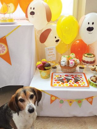 Aniversário de Cachorro decoração com balões amarelos e laranjas