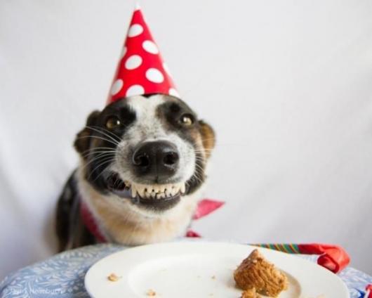 Aniversário de Cachorro chapéu vermelho com bolinhas brancas