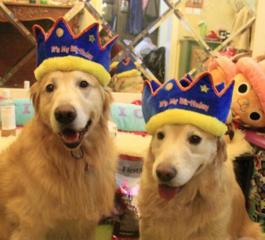 Aniversário de Cachorro chapéu com formato de coroa