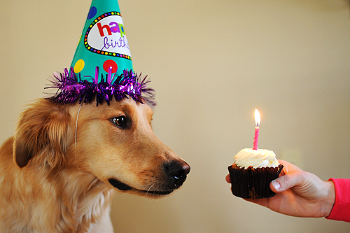 Aniversário de Cachorro chapéu azul com nome do cachorro