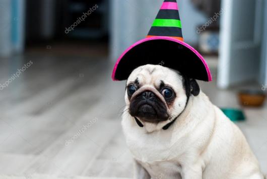 Aniversário de Cachorro chapéu preto com litras verdes e rosas