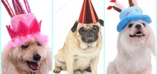 Aniversário de Cachorro chapéu inspirações