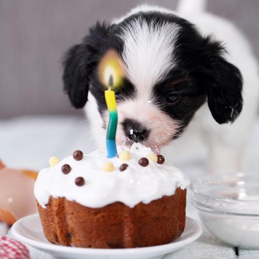 Aniversário de Cachorro bolo com cobertura e velinha